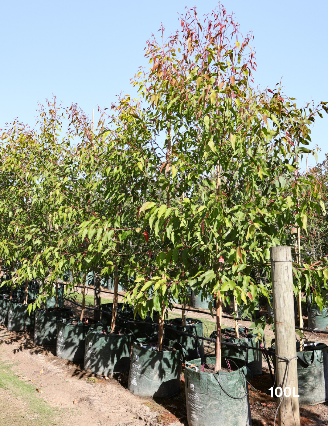 Corymbia maculata - Evergreen Trees Direct