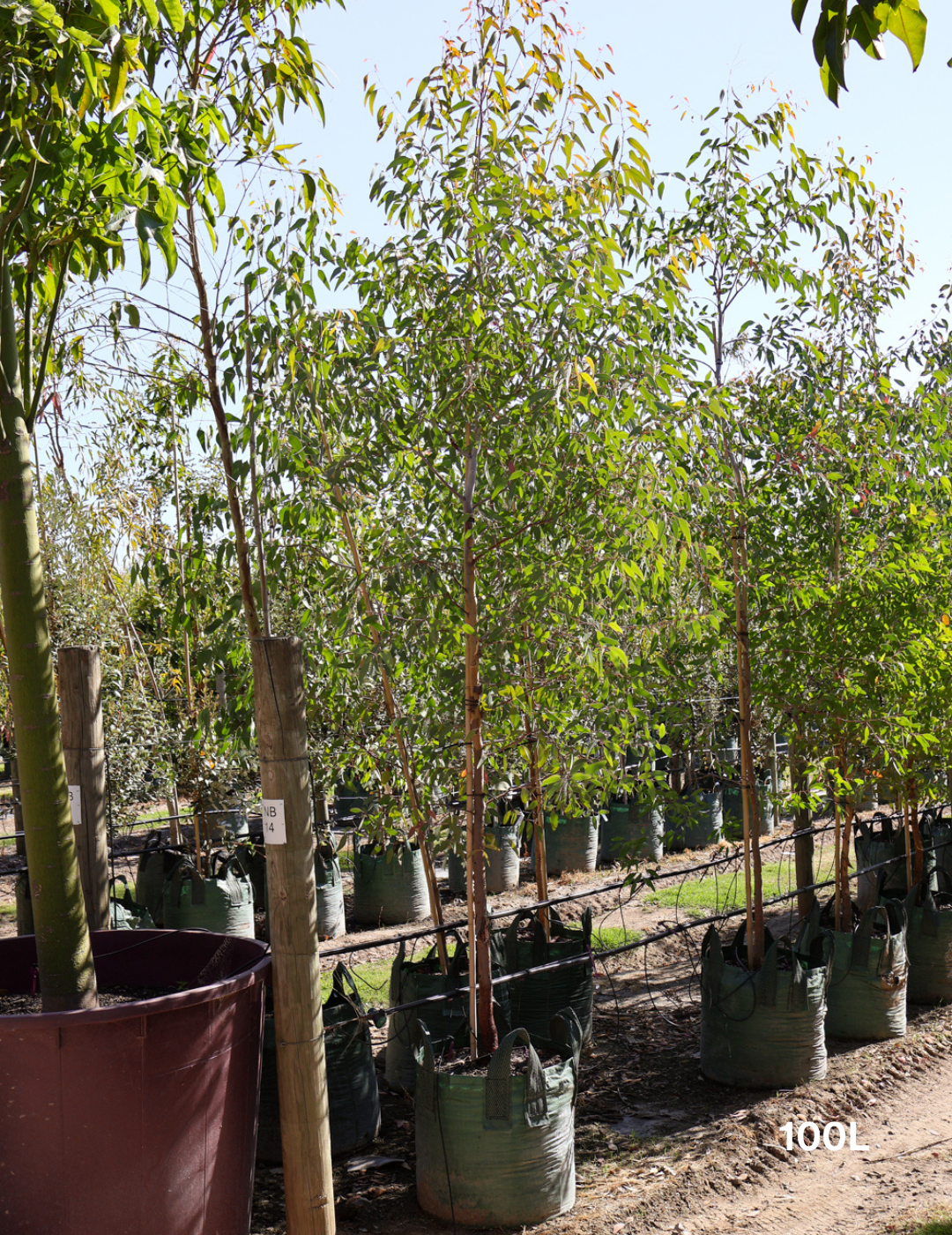 Corymbia maculata - Evergreen Trees Direct