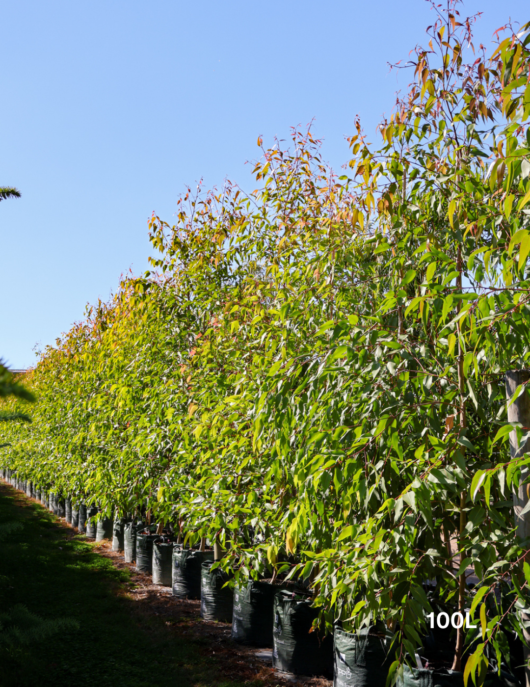 Corymbia maculata - Evergreen Trees Direct