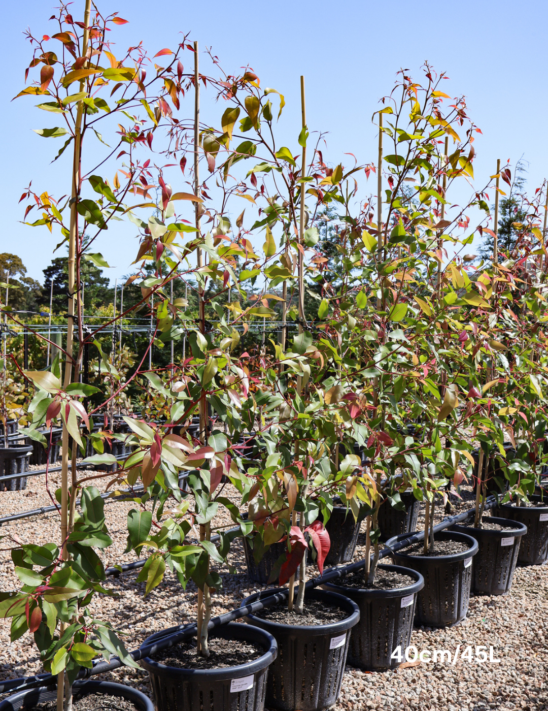 Corymbia maculata - Evergreen Trees Direct