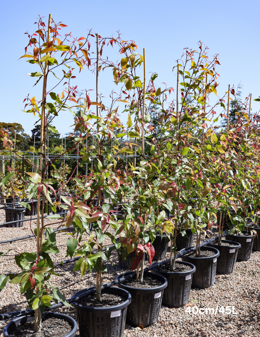 Corymbia maculata - Evergreen Trees Direct