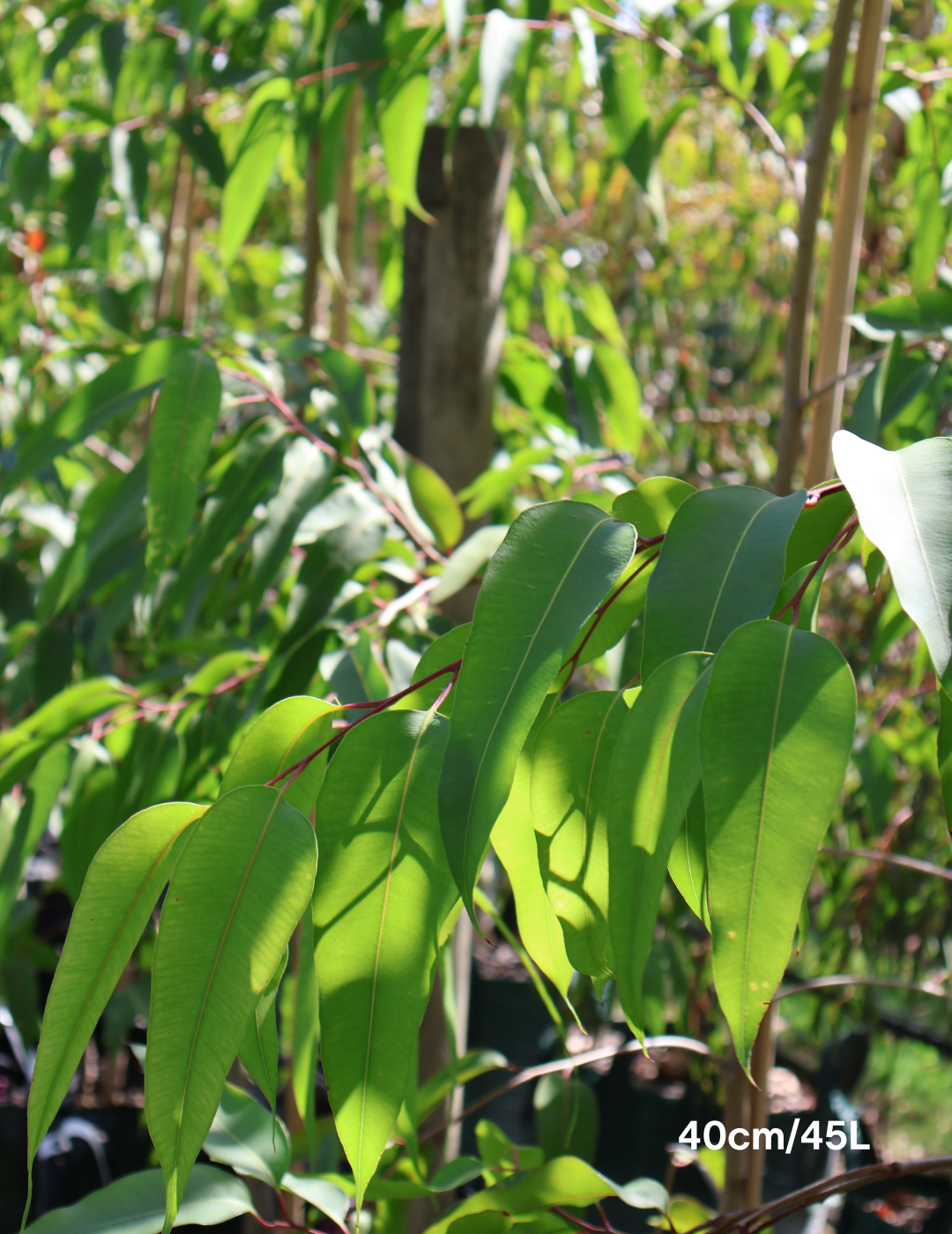 Corymbia maculata - Evergreen Trees Direct