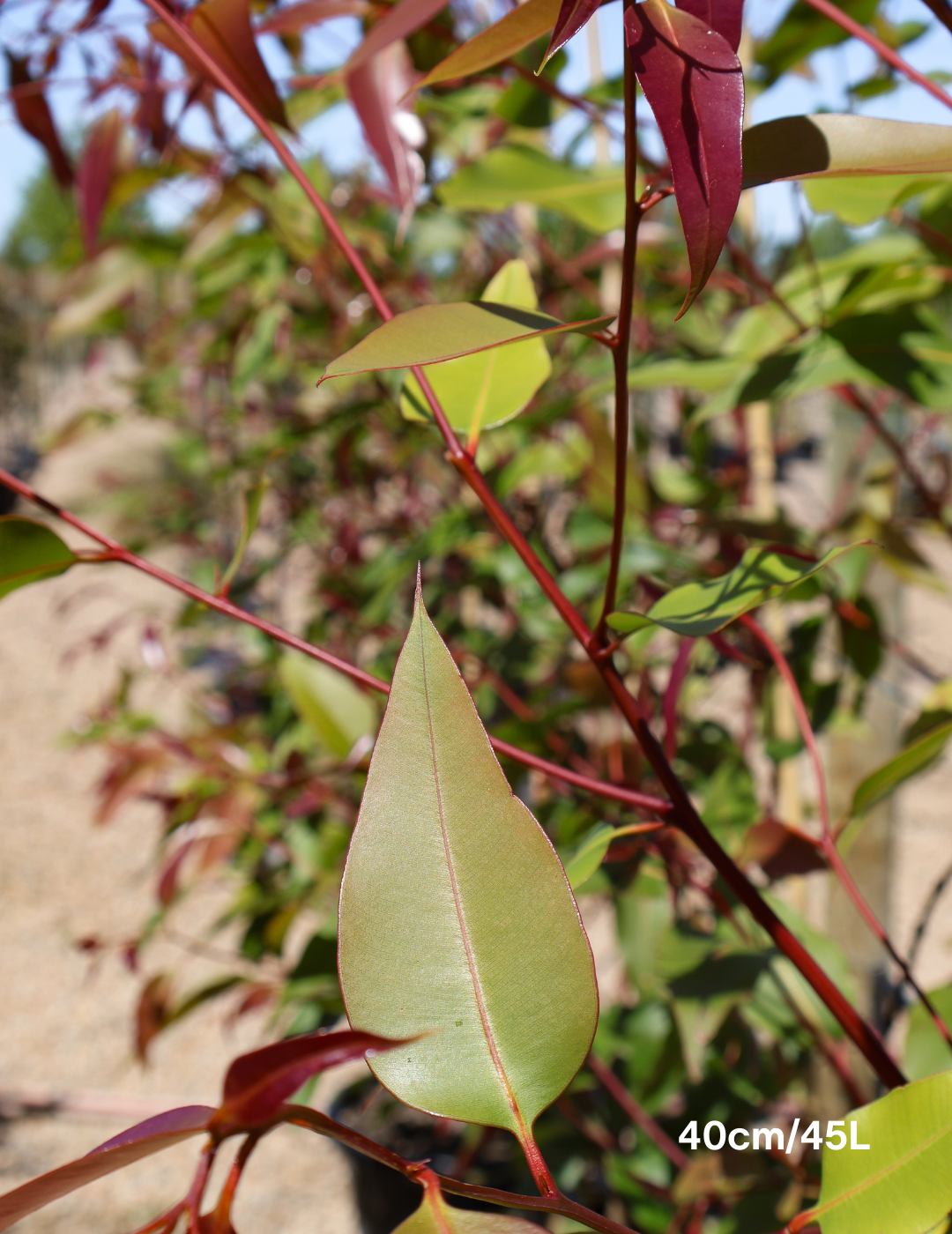 Corymbia maculata - Evergreen Trees Direct