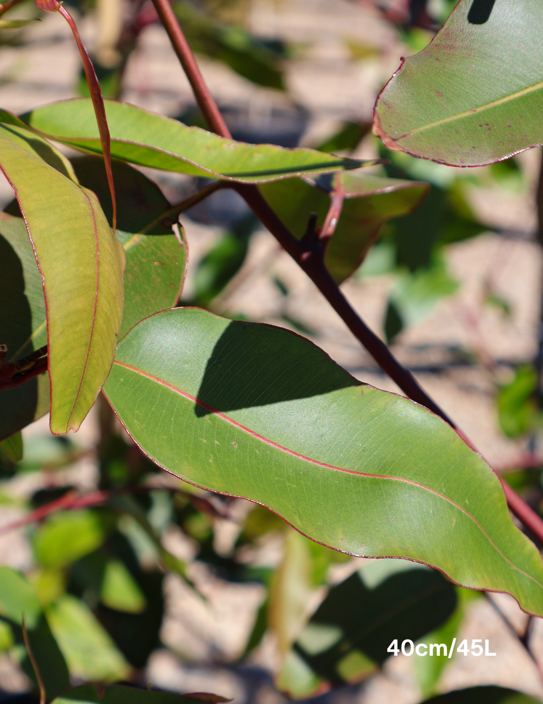 Corymbia maculata - Evergreen Trees Direct