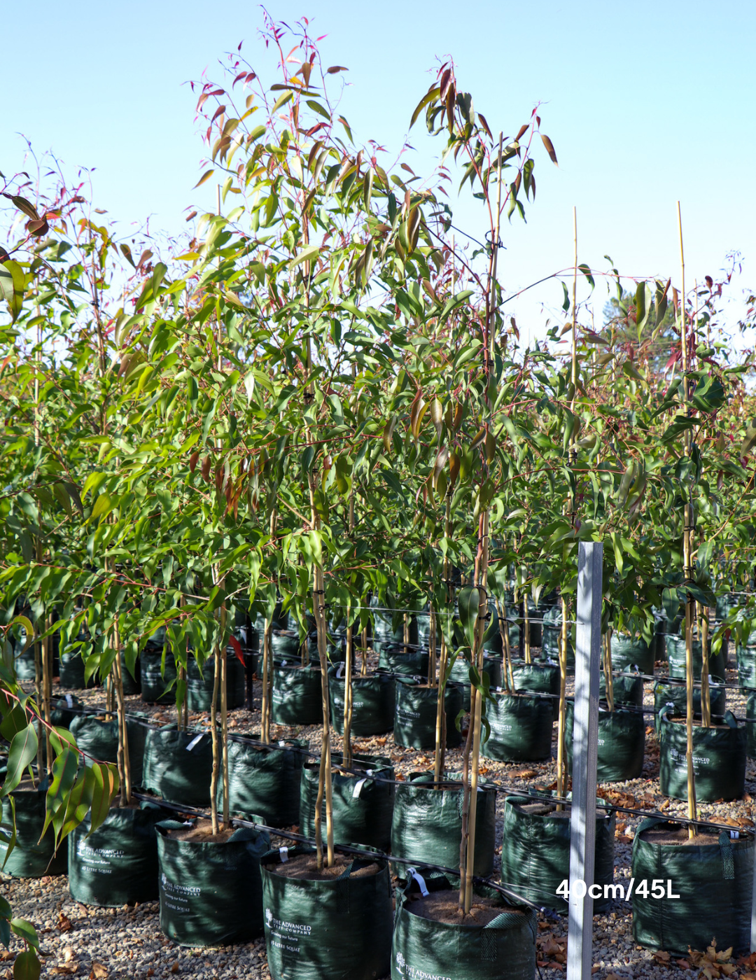 Corymbia citriodora 'Scentuous' - Evergreen Trees Direct