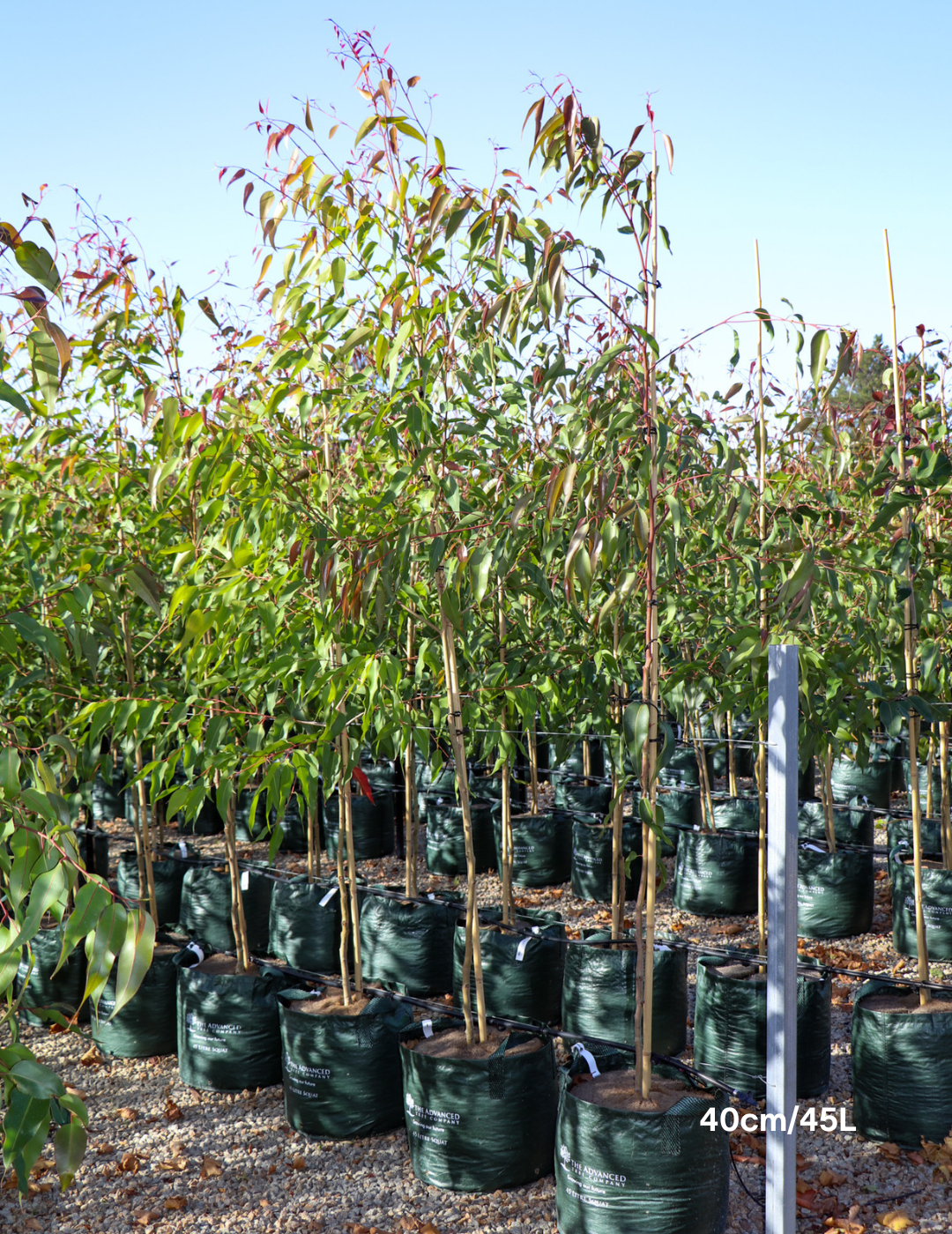 Corymbia citriodora 'Scentuous' - Evergreen Trees Direct