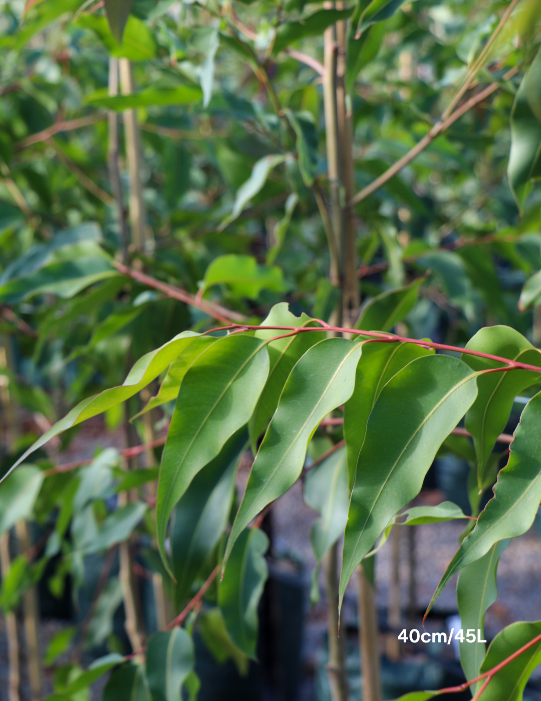 Corymbia citriodora 'Scentuous' - Evergreen Trees Direct