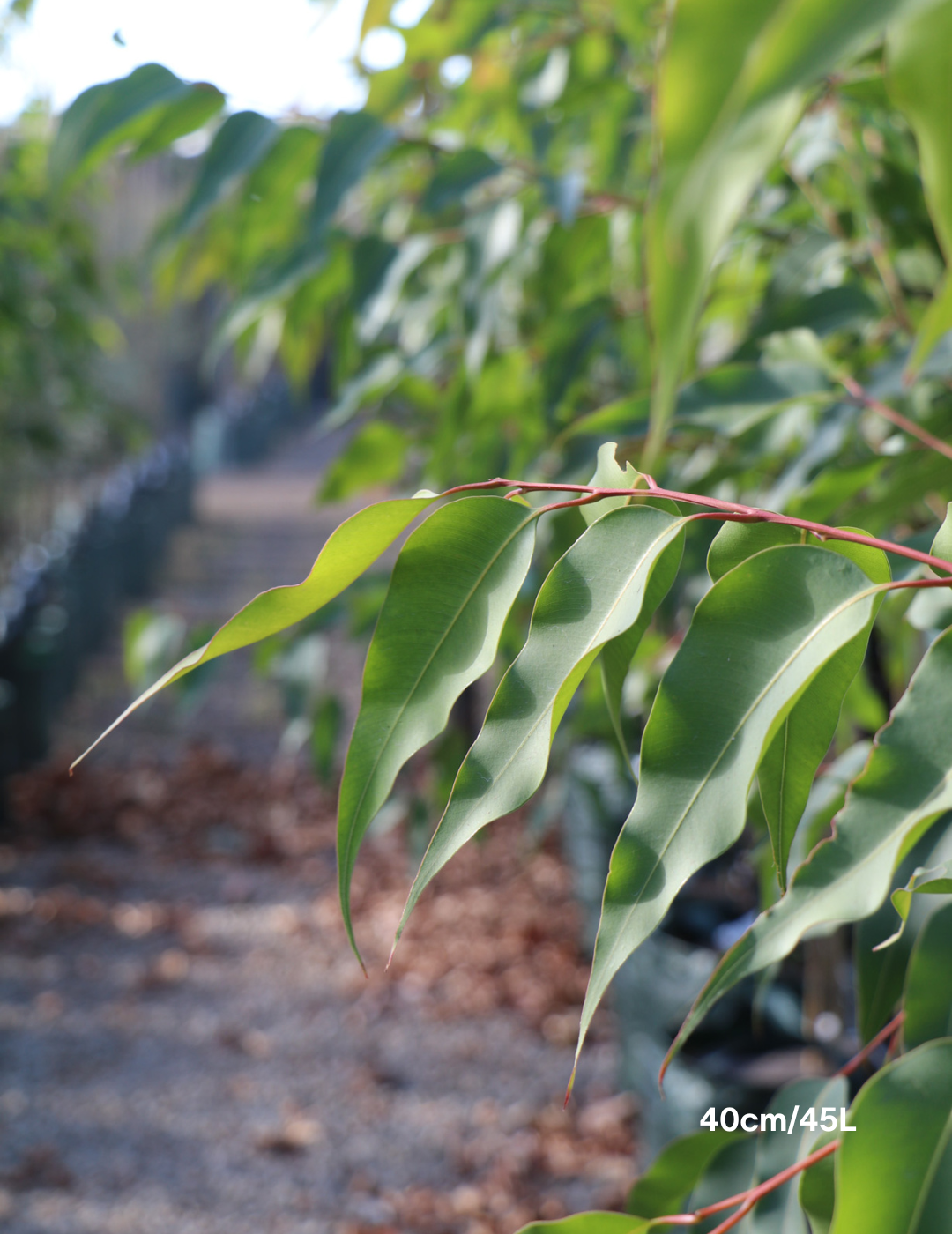 Corymbia citriodora 'Scentuous' - Evergreen Trees Direct