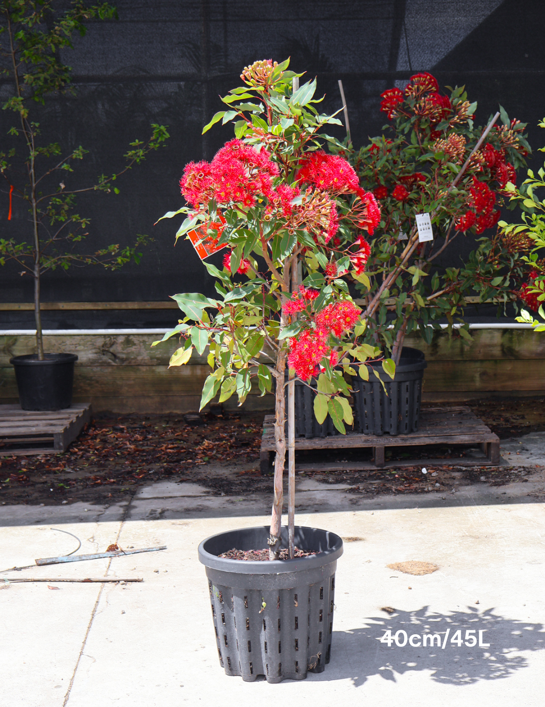 Corymbia ficifolia 'Wildfire' - Evergreen Trees Direct