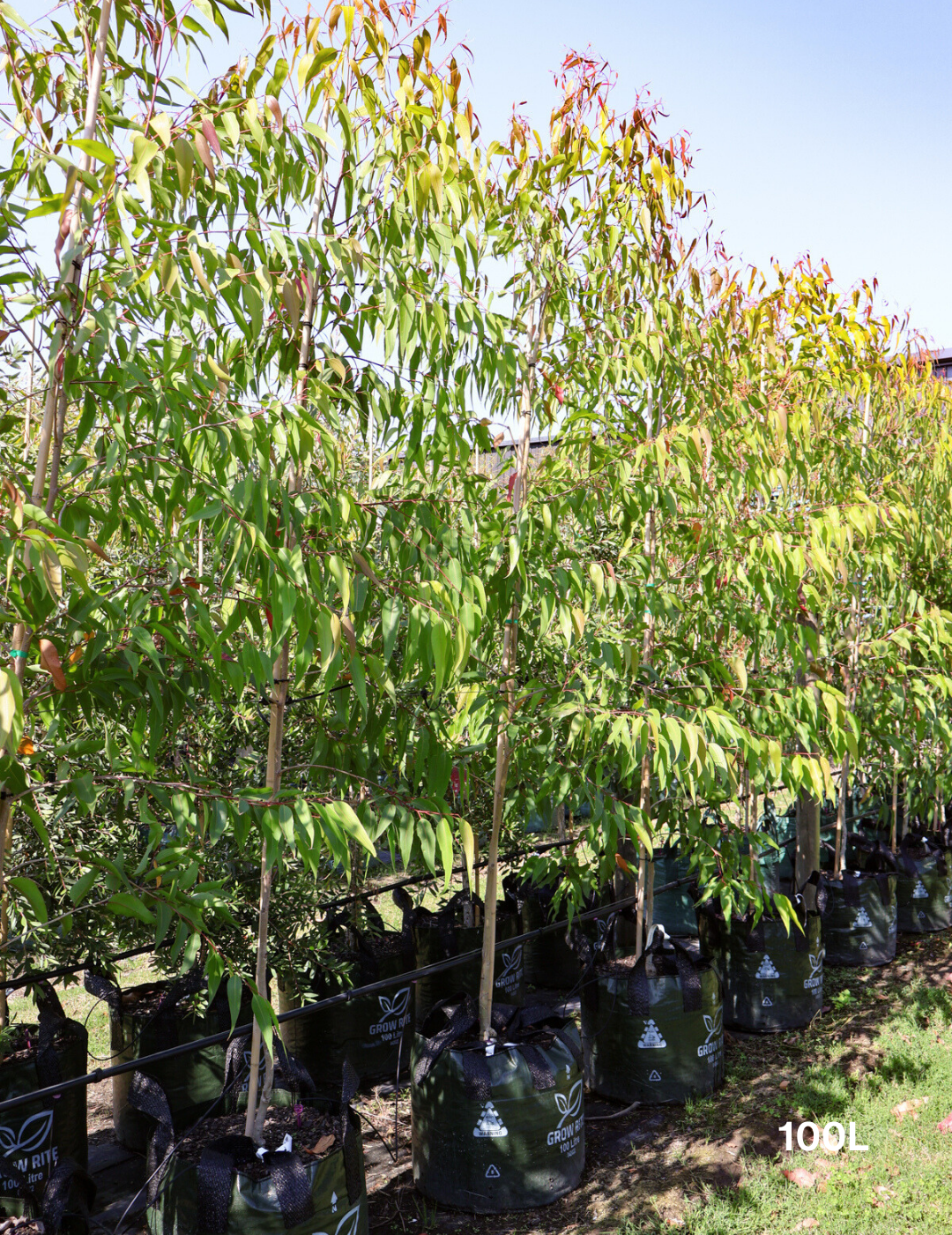 Corymbia citriodora 'Scentuous' - Evergreen Trees Direct