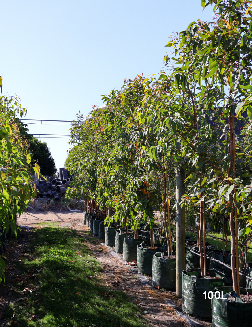 Corymbia ficifolia 'Baby Scarlet' - Evergreen Trees Diret