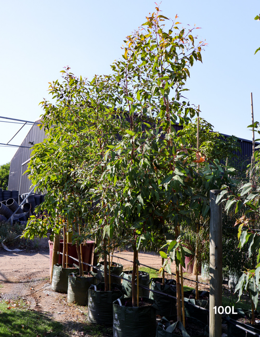 Corymbia Ficifolia