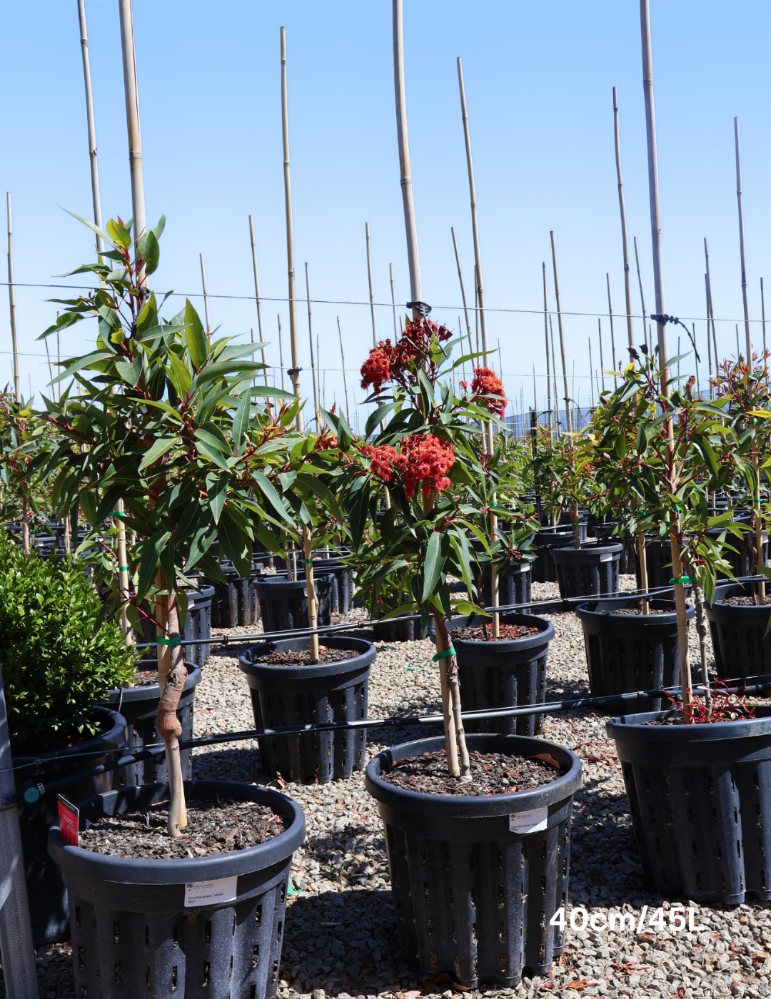 Corymbia ficifolica 'Calypso' - Evergreen Trees Direct