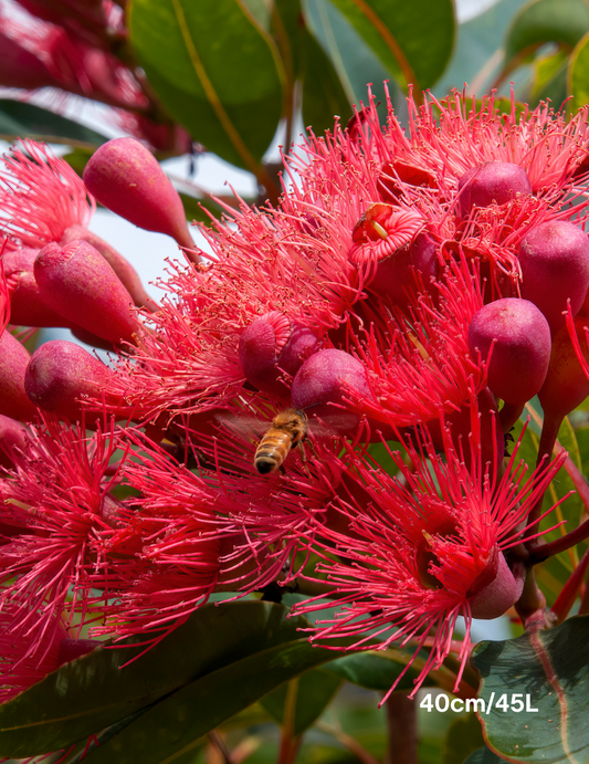 Corymbia ficifolica 'Calypso'