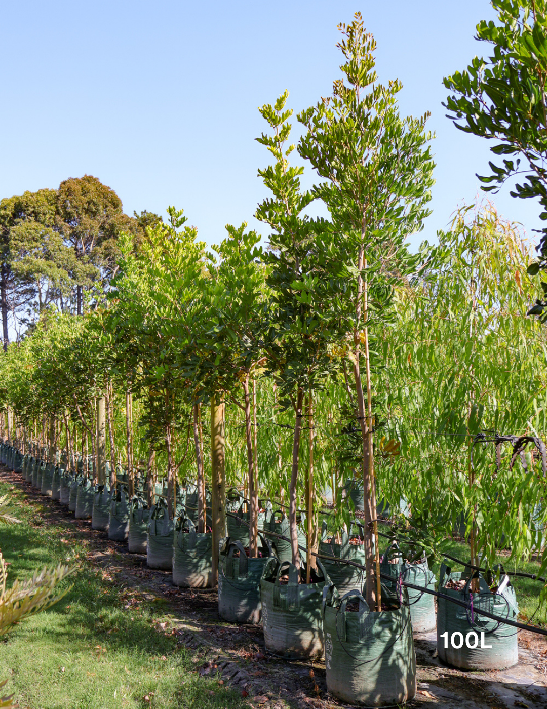 Cupaniopsis anacardioides (Tuckeroo Tree) - Evergreen Trees Direct