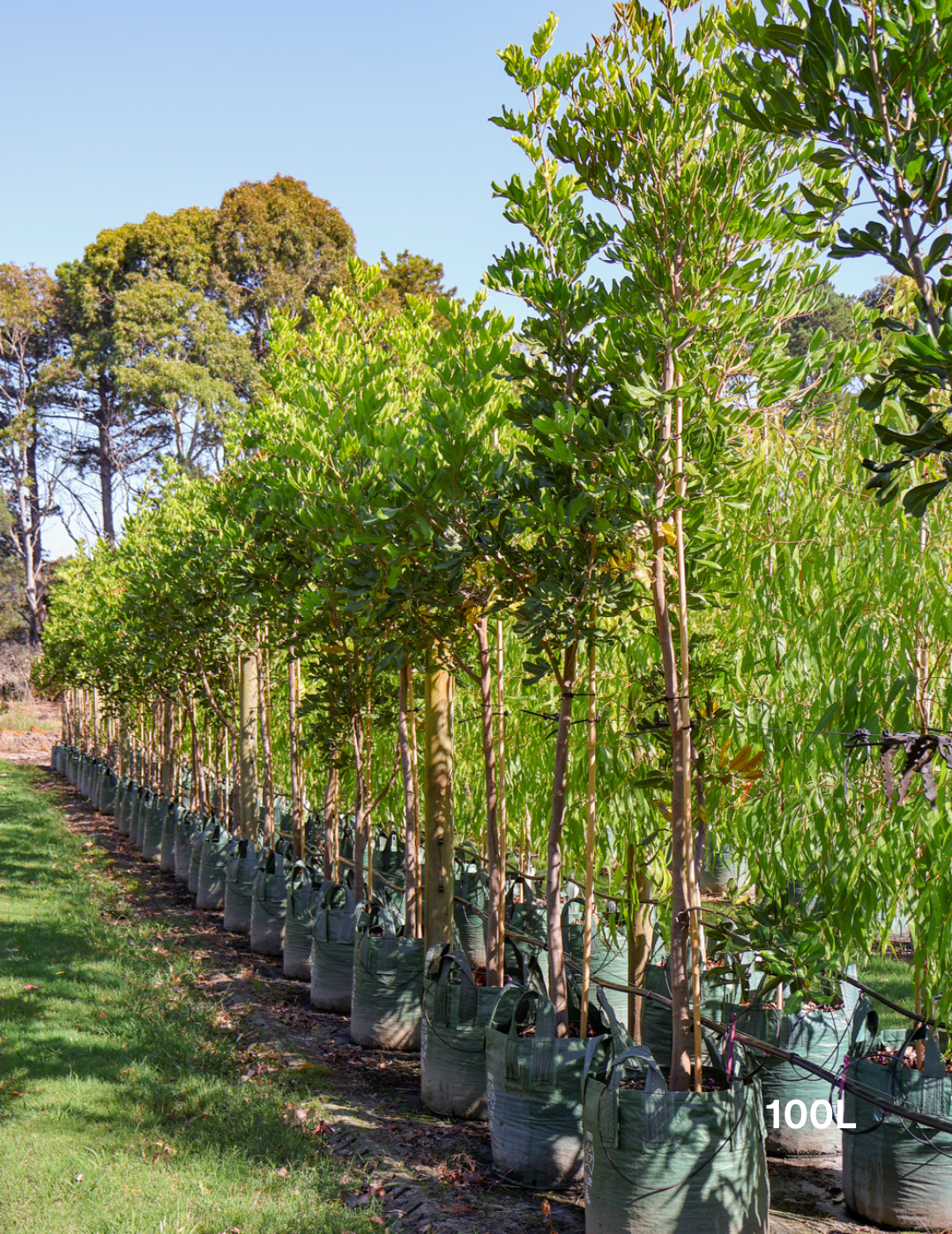 Cupaniopsis anacardioides (Tuckeroo Tree) - Evergreen Trees Direct