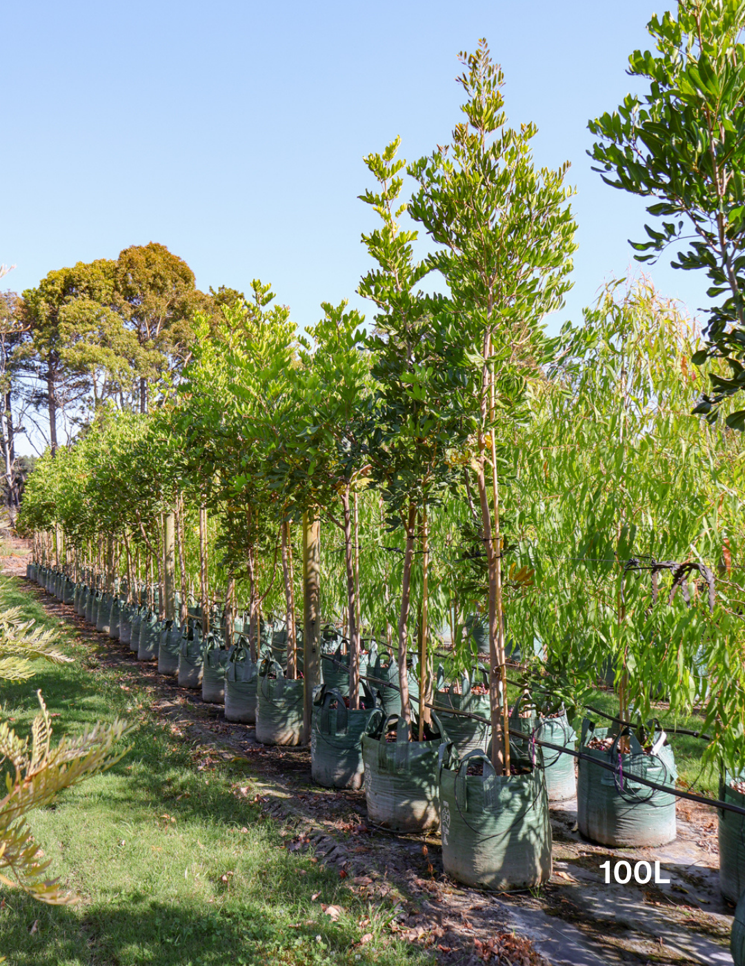 Cupaniopsis anacardioides (Tuckeroo Tree) - Evergreen Trees Direct