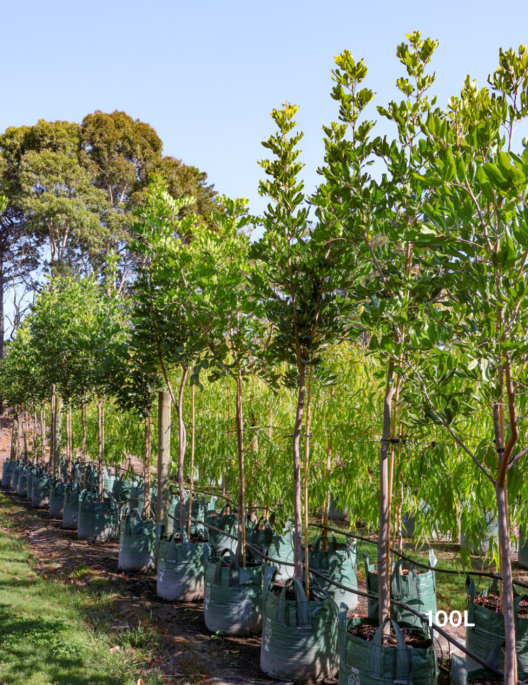 Cupaniopsis anacardioides (Tuckeroo Tree) - Evergreen Trees Direct