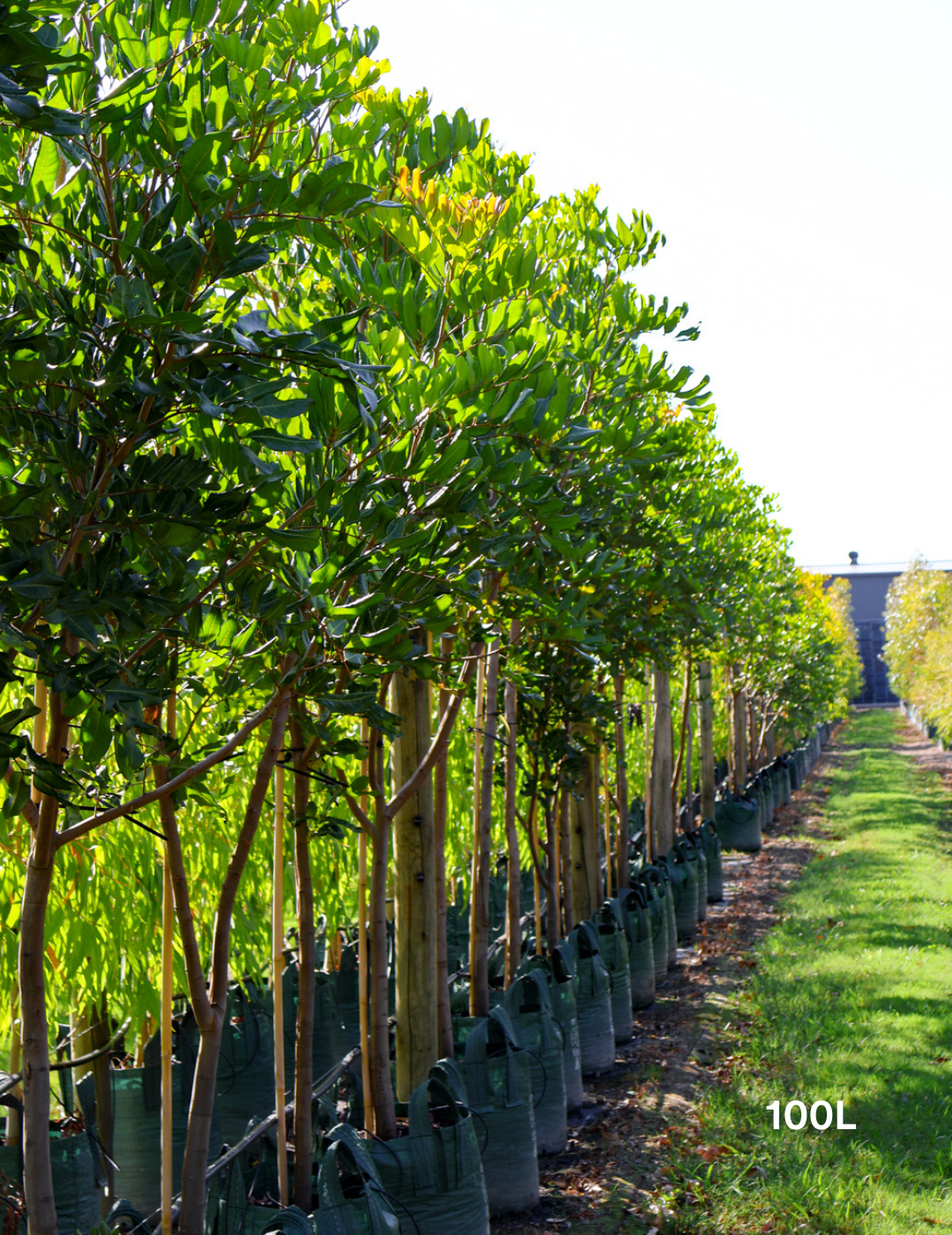 Cupaniopsis anacardioides (Tuckeroo Tree) - Evergreen Trees Direct