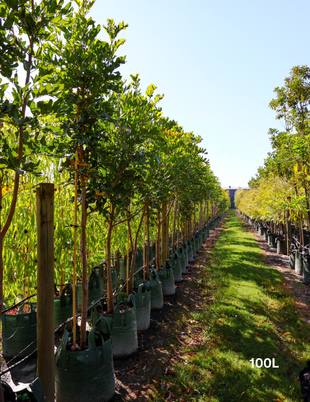 Cupaniopsis anacardioides (Tuckeroo Tree) - Evergreen Trees Direct