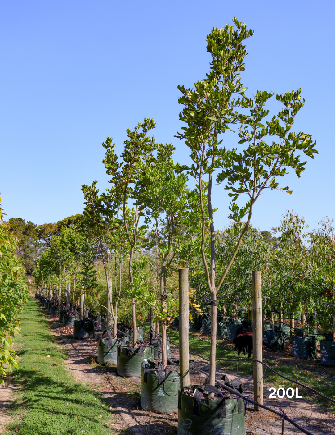 Cupaniopsis anacardioides (Tuckeroo Tree) - Evergreen Trees Direct