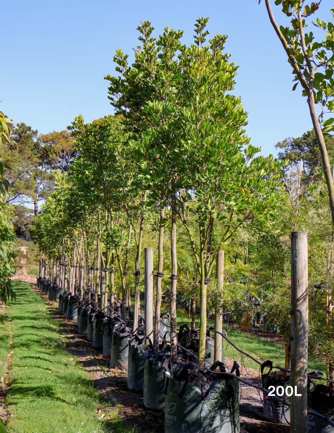 Cupaniopsis anacardioides (Tuckeroo Tree) - Evergreen Trees Direct