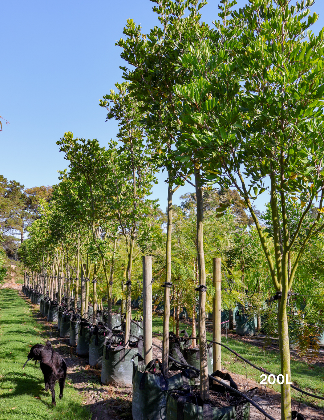 Cupaniopsis anacardioides (Tuckeroo Tree) - Evergreen Trees Direct