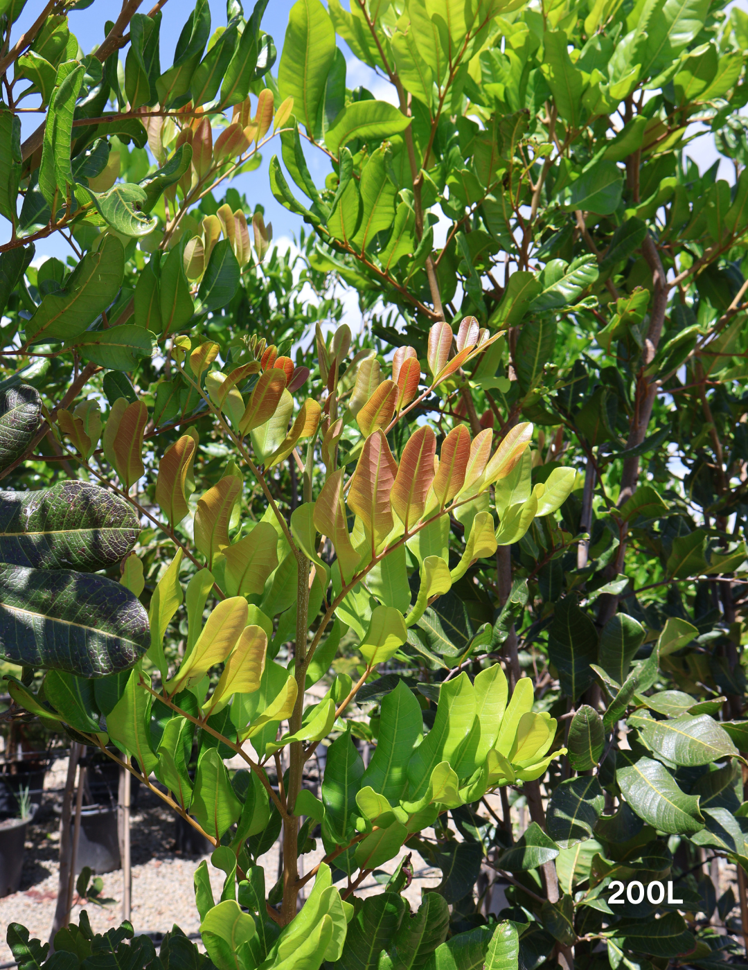 Cupaniopsis anacardioides (Tuckeroo Tree) - Evergreen Trees Direct