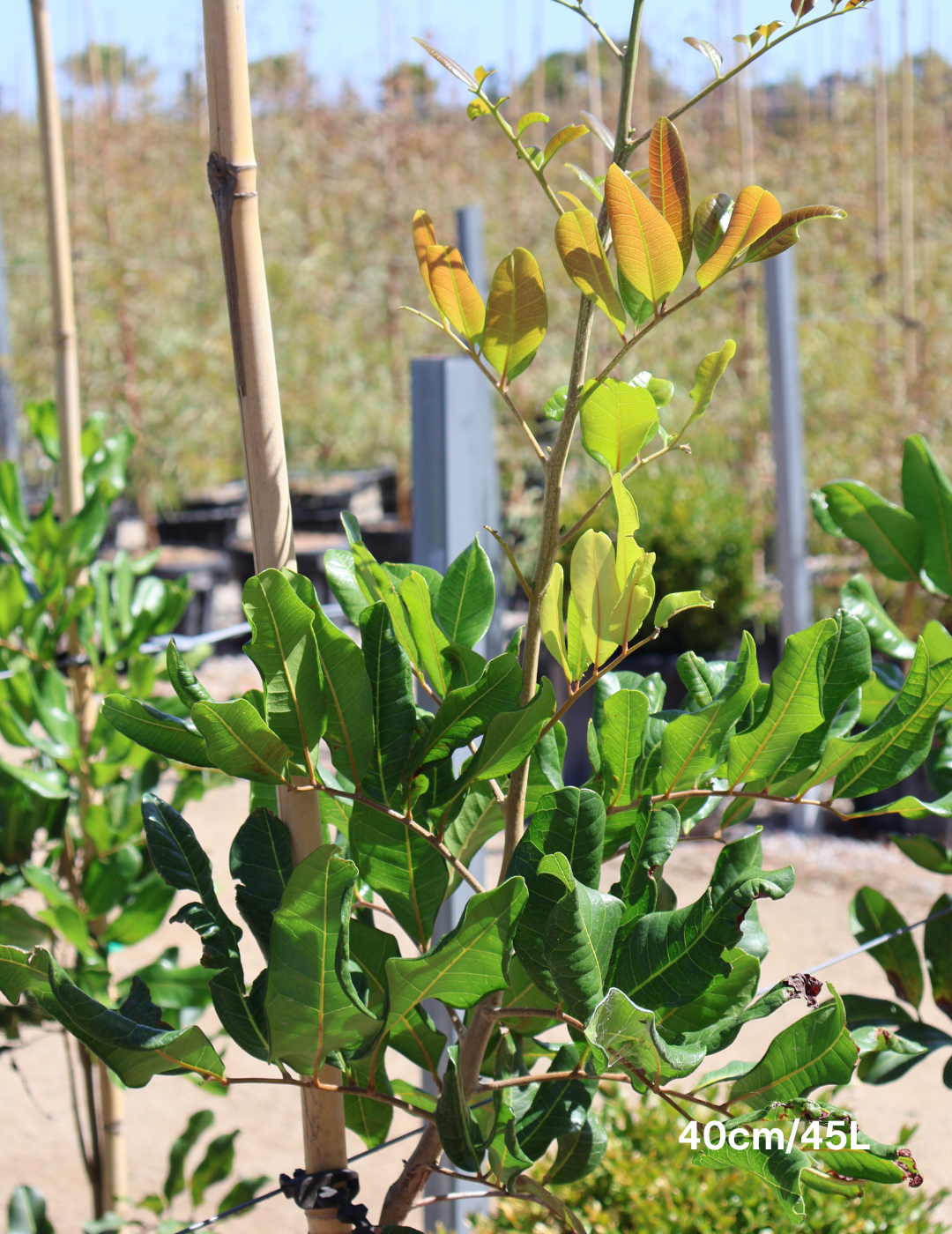 Cupaniopsis anacardioides (Tuckeroo Tree) - Evergreen Trees Direct