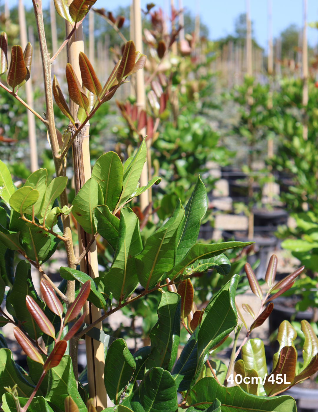 Cupaniopsis anacardioides (Tuckeroo Tree) - Evergreen Trees Direct