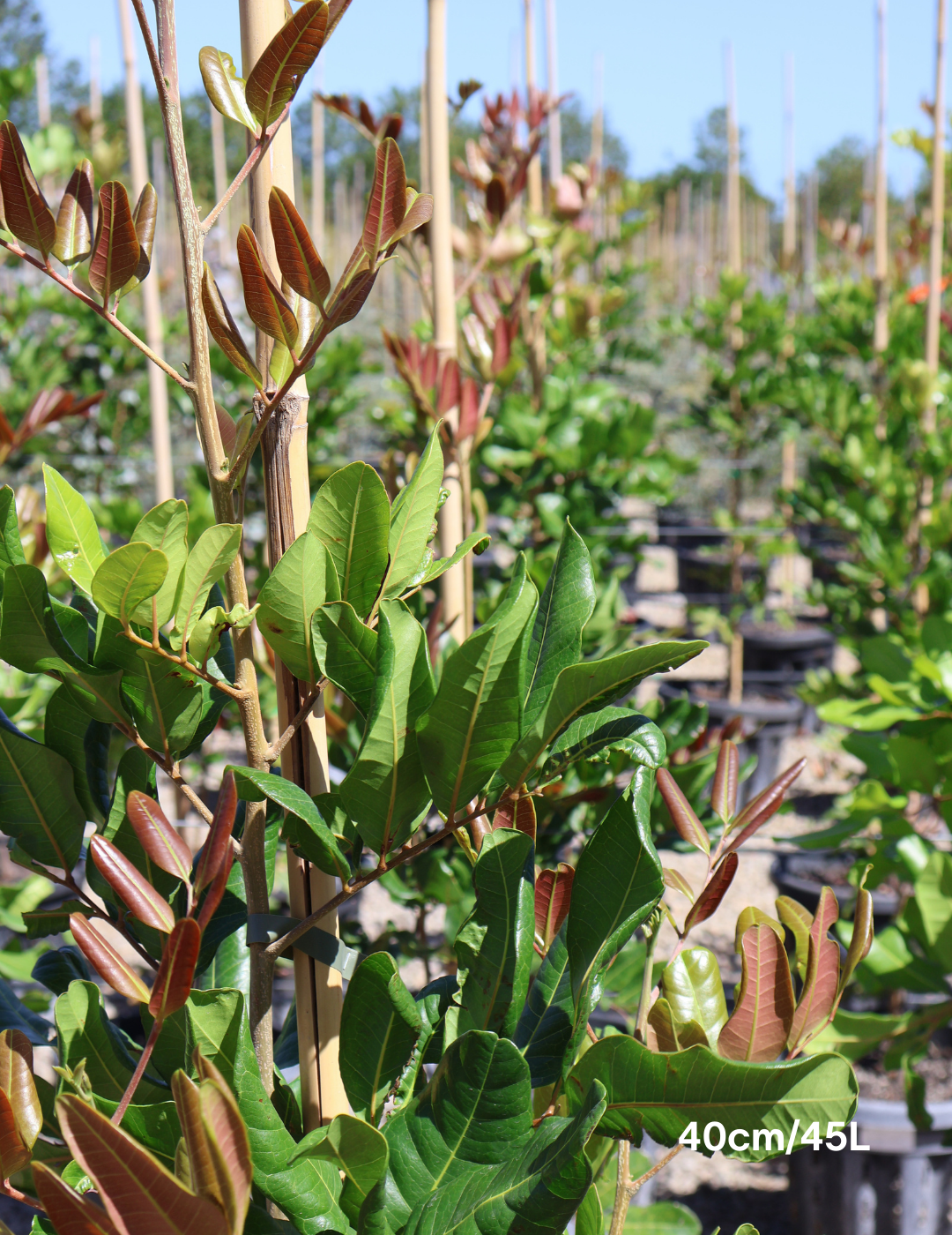 Cupaniopsis anacardioides (Tuckeroo Tree) - Evergreen Trees Direct