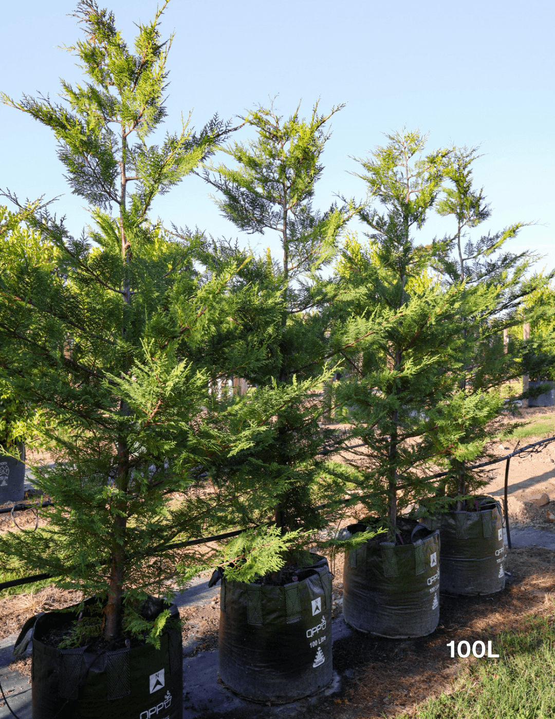 Cupressus leylandii 'Better Green'