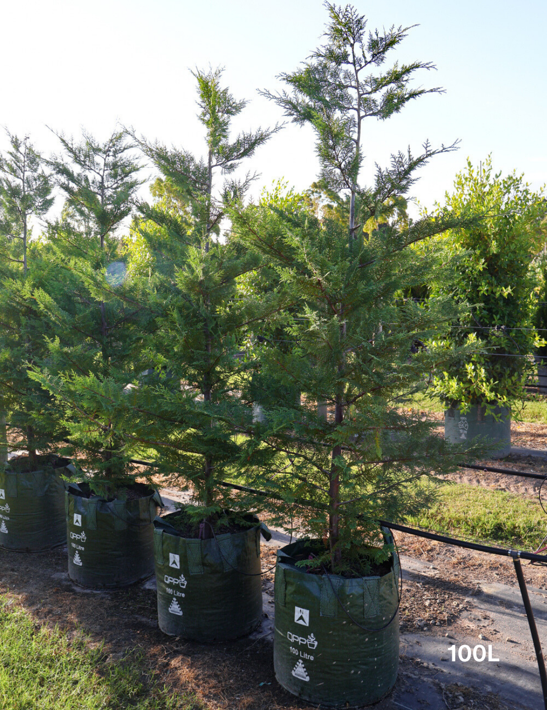 Cupressus leylandii 'Better Green'