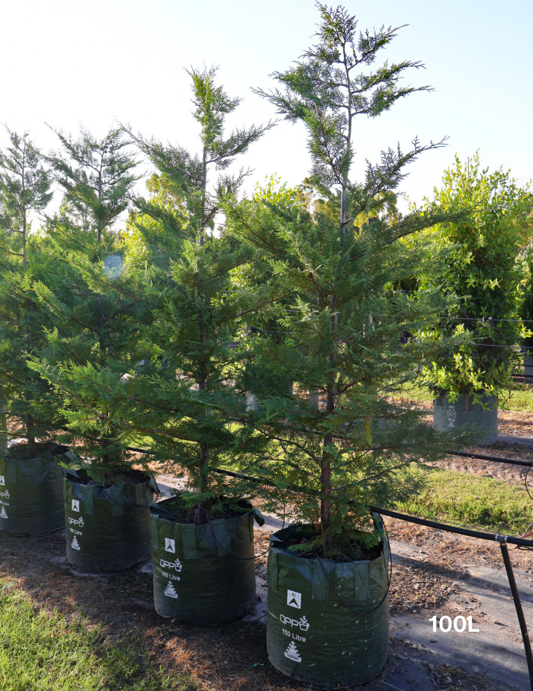 Cupressus leylandii 'Leighton Green' - Evergreen Trees Direct