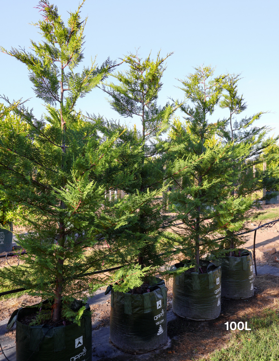 Cupressus leylandii 'Leighton Green' - Evergreen Trees Direct