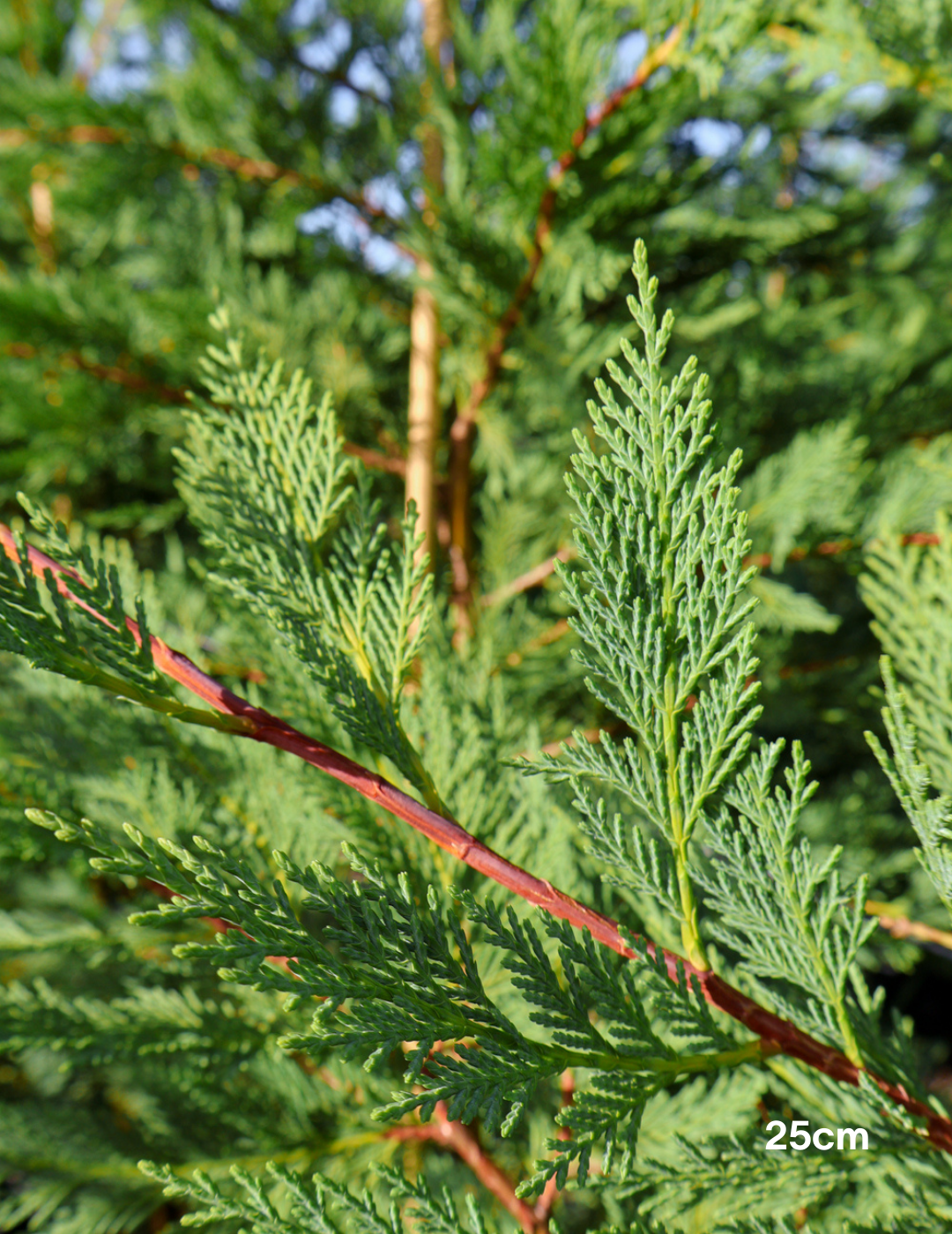 Cupressus leylandii 'Better Green' - Evergreen Trees Direct