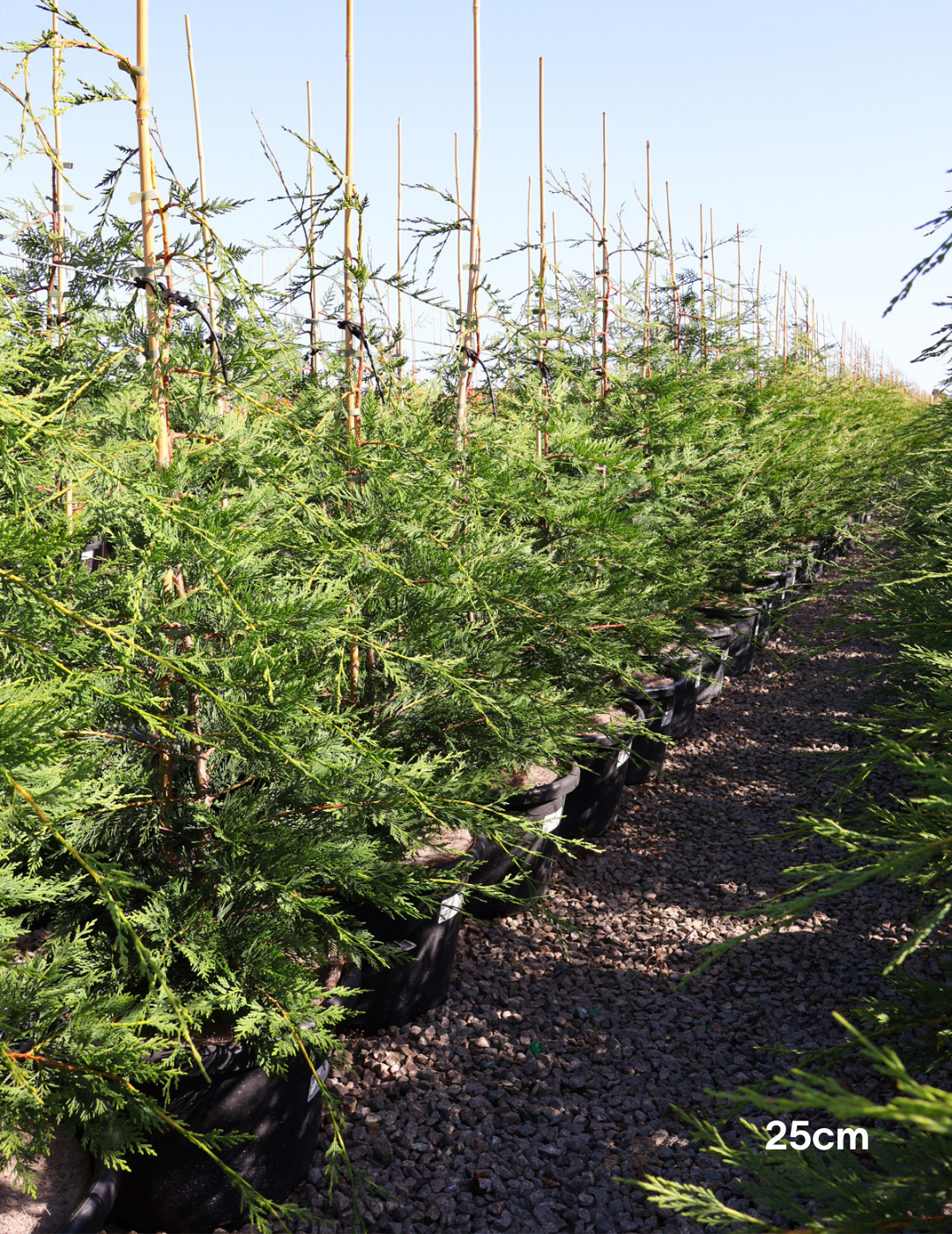 Cupressus leylandii 'Better Green' - Evergreen Trees Direct