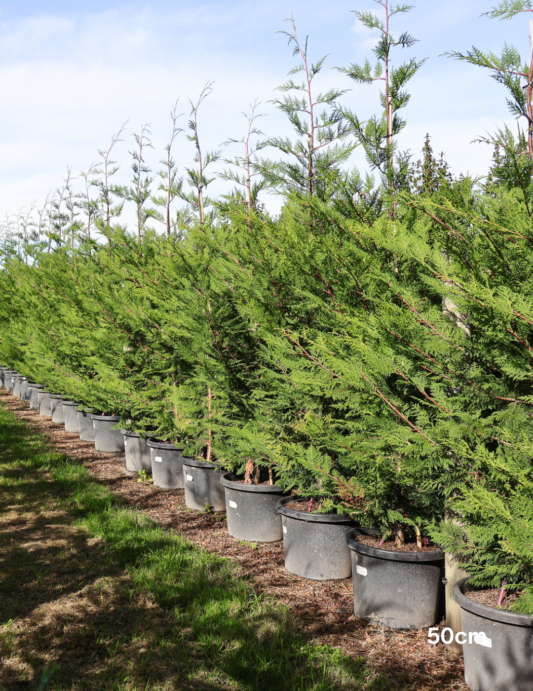 Cupressus leylandii 'Better Green' - Evergreen Trees Direct