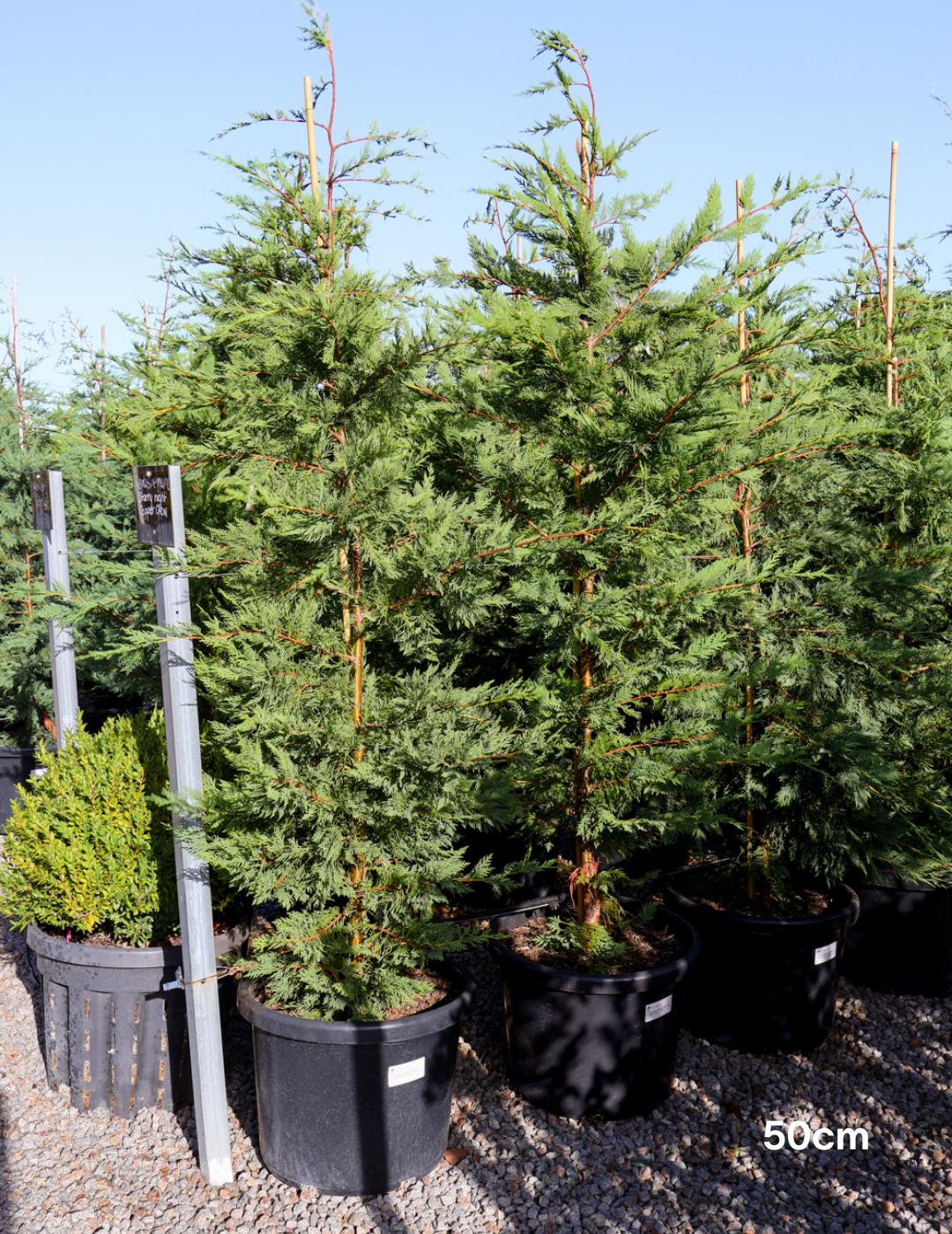 Cupressus leylandii 'Better Green' - Evergreen Trees Direct