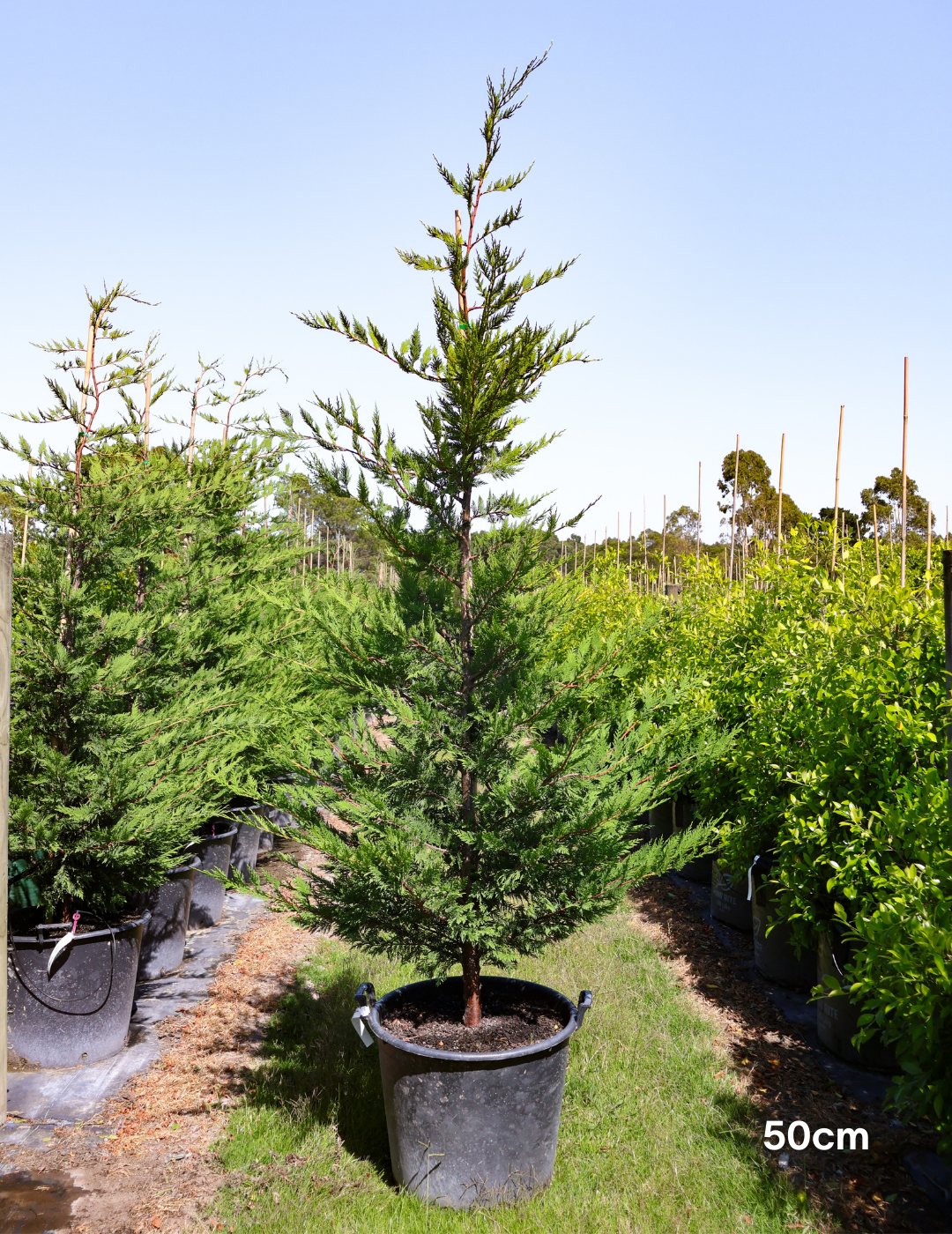 Cupressus leylandii 'Better Green' - Evergreen Trees Direct