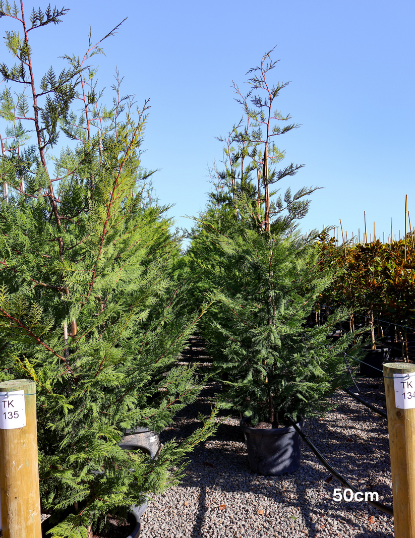 Cupressus leylandii 'Better Green' - Evergreen Trees Direct