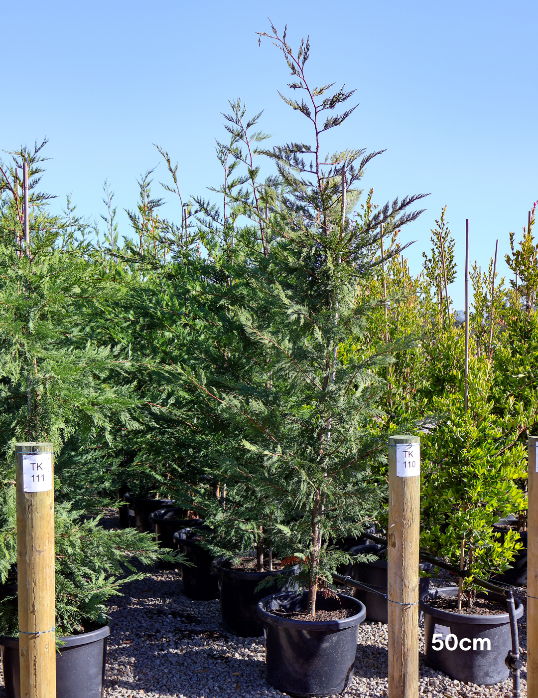 Cupressus leylandii 'Better Green' - Evergreen Trees Direct