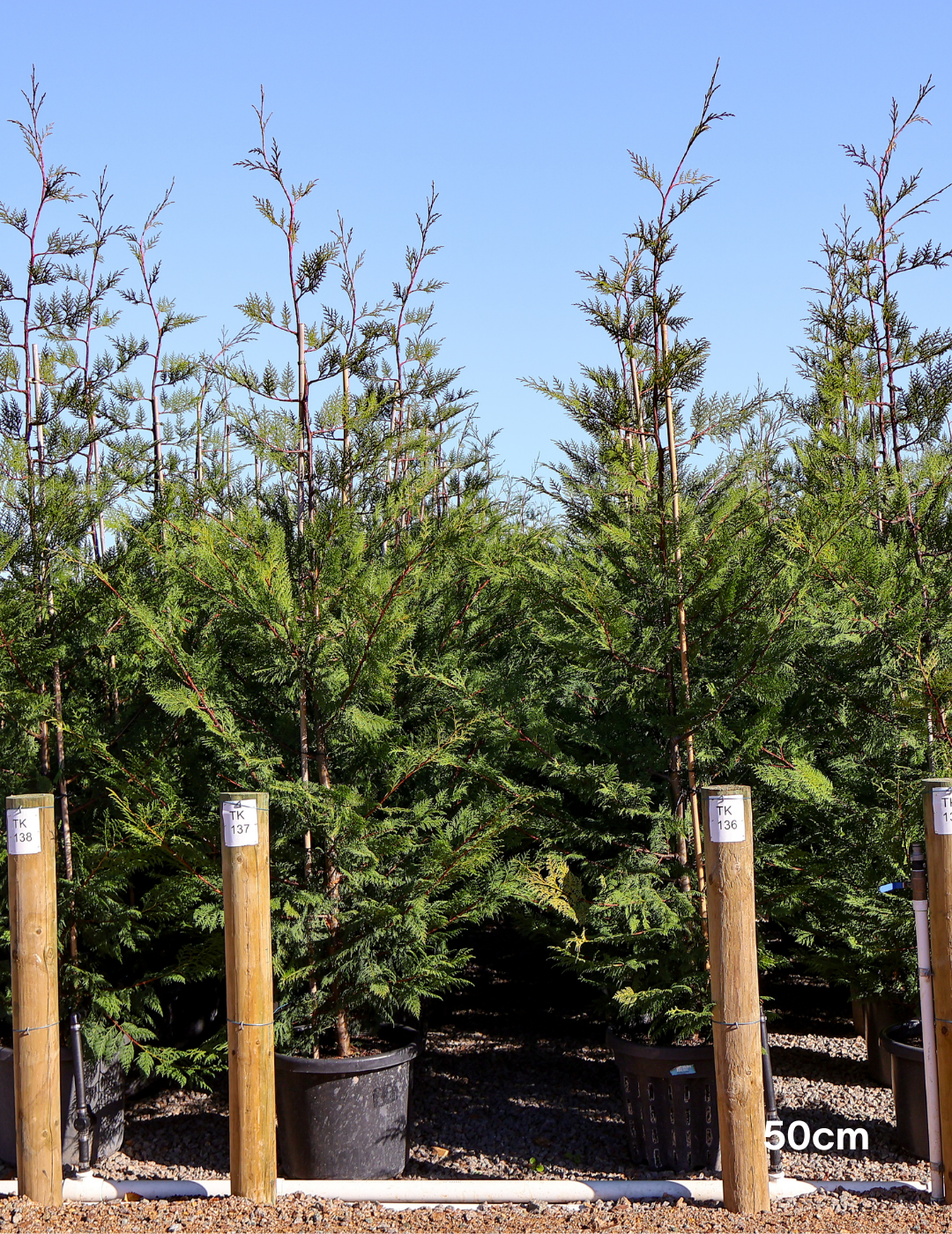 Cupressus leylandii 'Better Green' - Evergreen Trees Direct