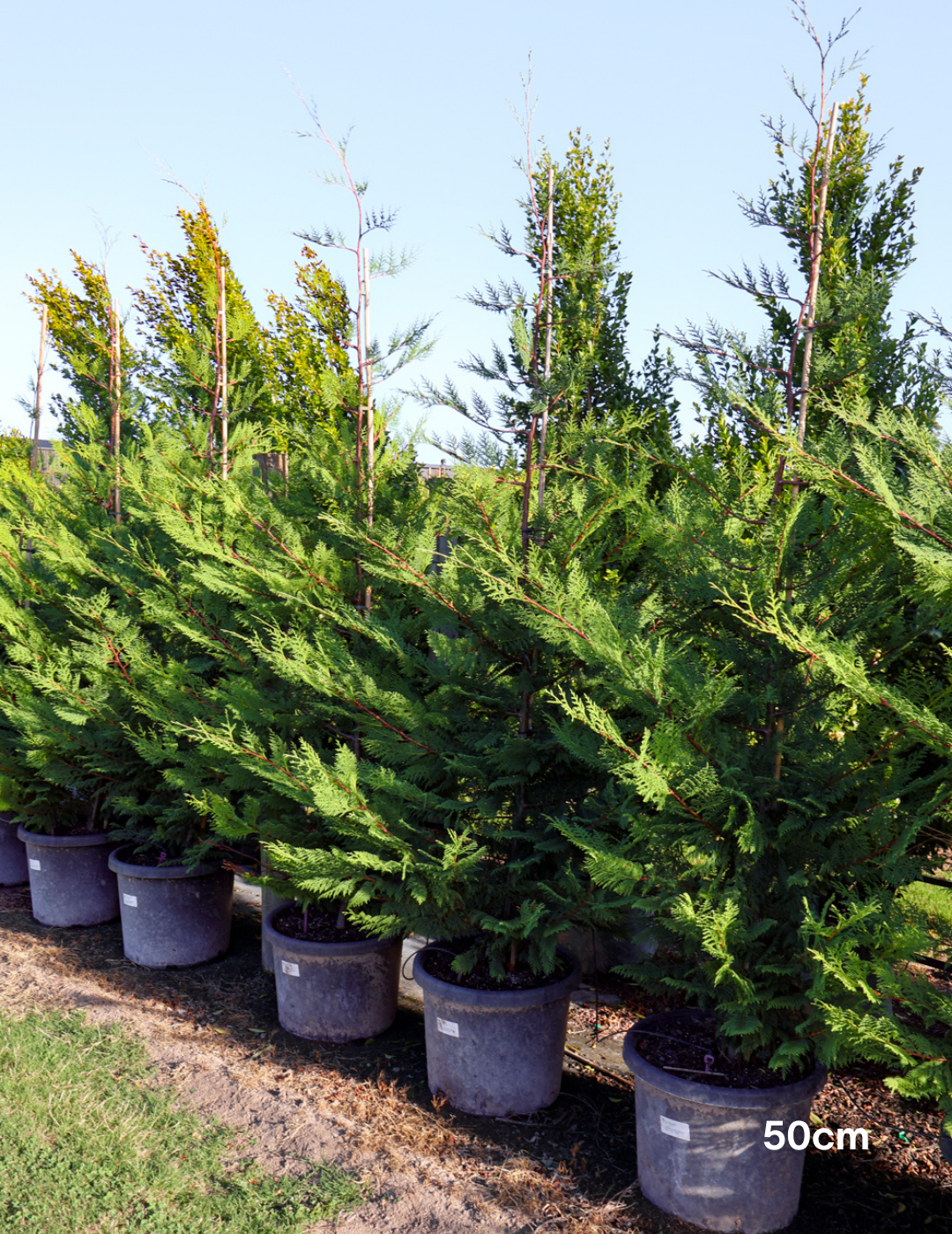 Cupressus leylandii 'Better Green' - Evergreen Trees Direct