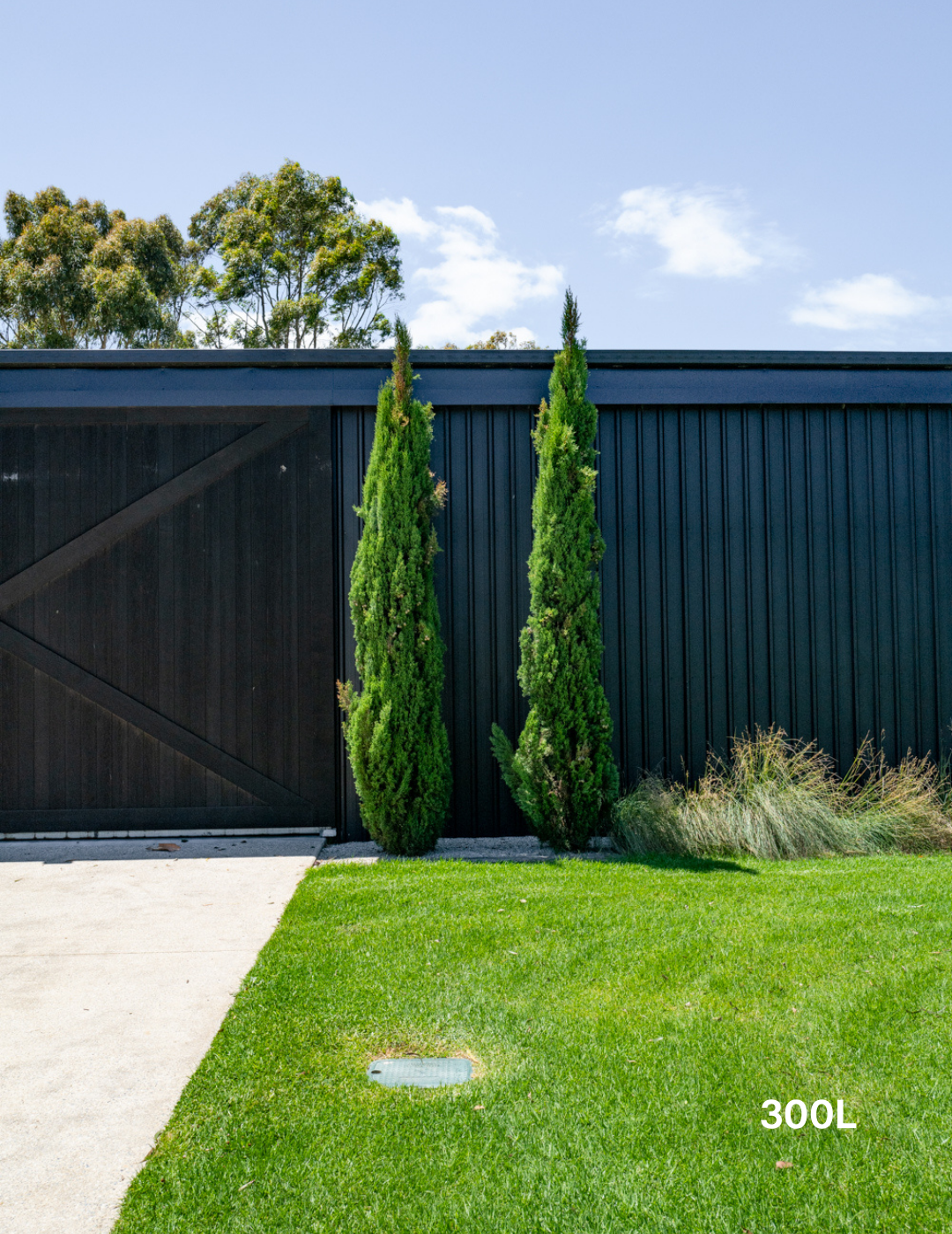 Cupressus sempervirens 'Glauca' - Italian Pencil Pine