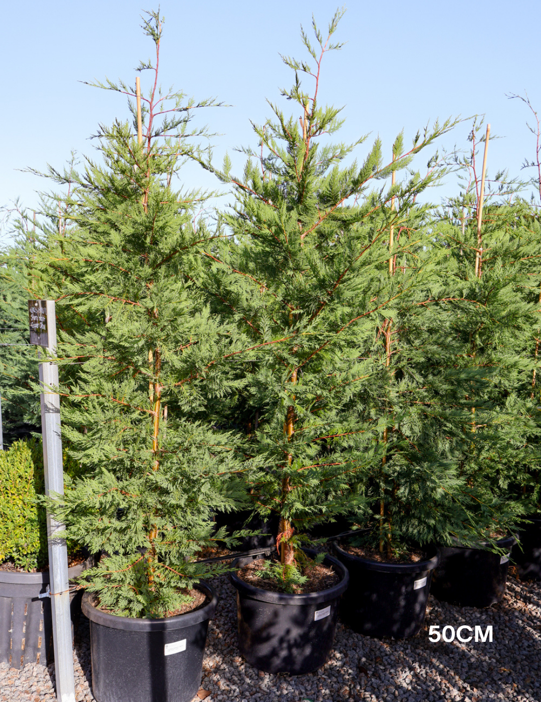 Cupressus leylandii 'Leighton Green' - Evergreen Trees Direct