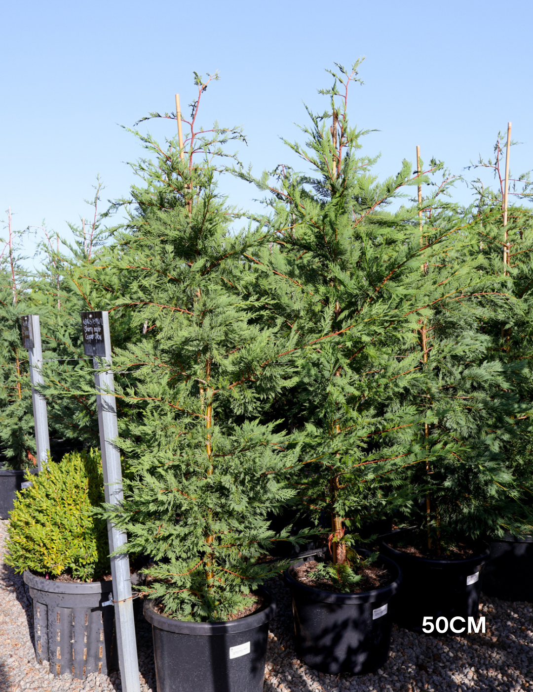 Cupressus leylandii 'Leighton Green' - Evergreen Trees Direct