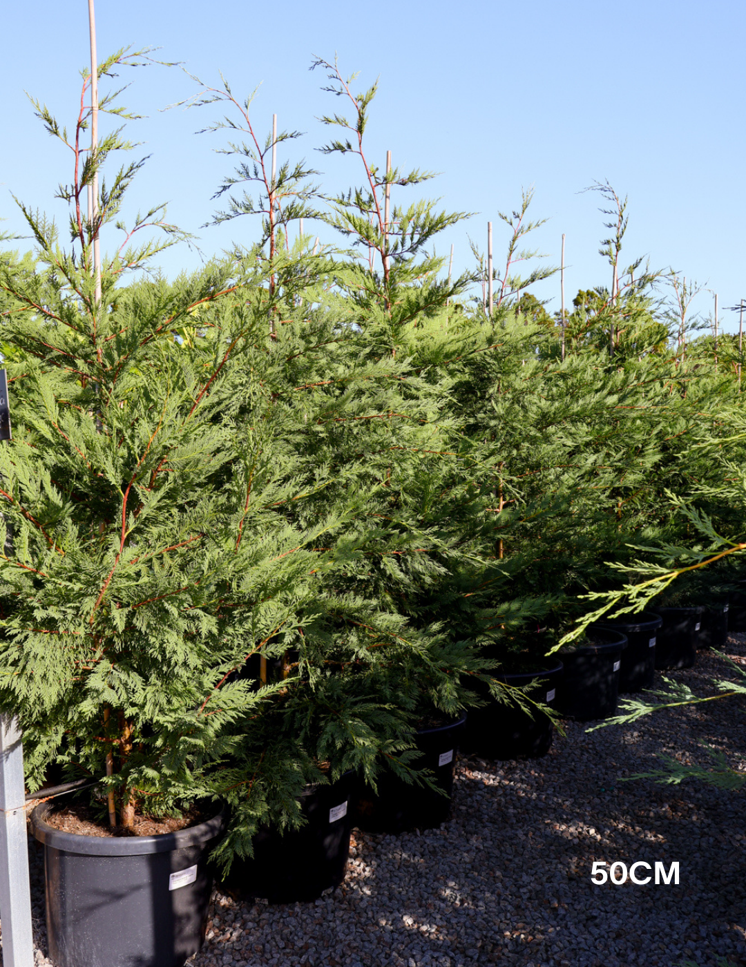 Cupressus leylandii 'Leighton Green' - Evergreen Trees Direct