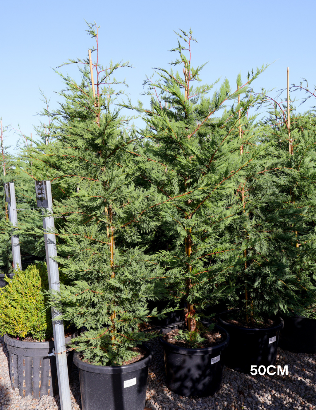 Cupressus leylandii 'Leighton Green' - Evergreen Trees Direct