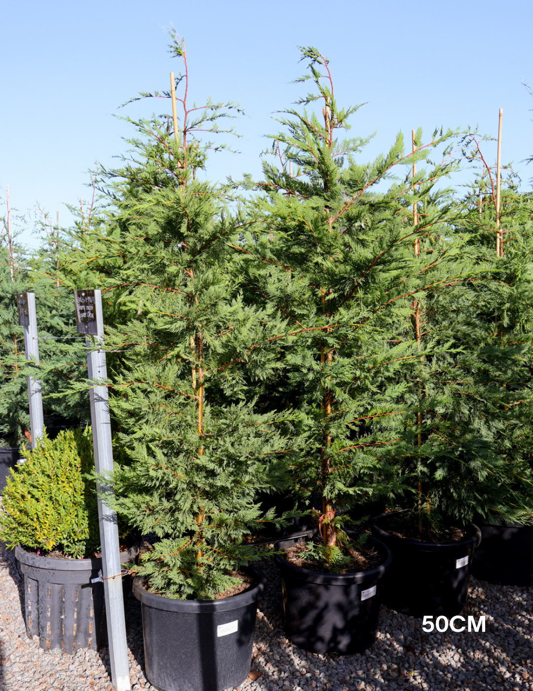 Cupressus leylandii 'Leighton Green' - Evergreen Trees Direct